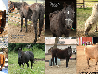 Feeding Horses-Our Most Common Inquiry