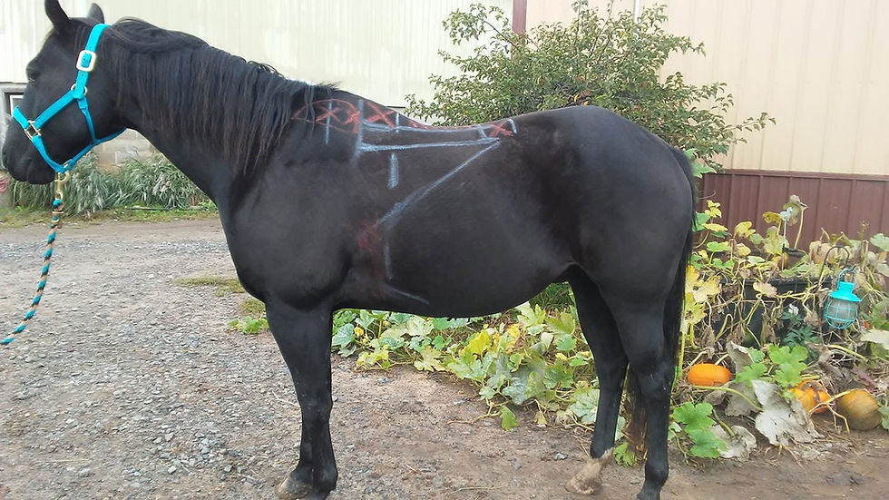 Tack Swap & Saddle Fitting with Sauk County 4H and Tina Fox