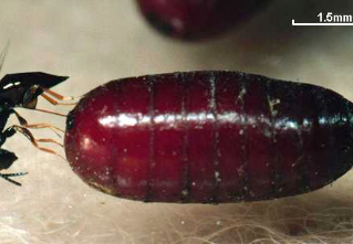 Do Fly Predators Work?
