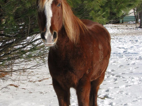 Winter Laminitis