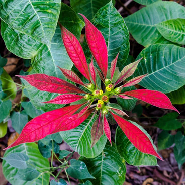 As vistosas brácteas da flor-de-são-joão