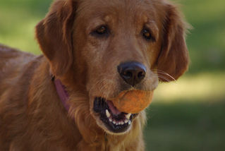 My Favorite Pic of Molly