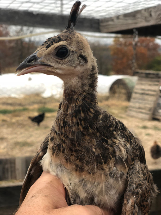 What it’s like raising baby peacocks