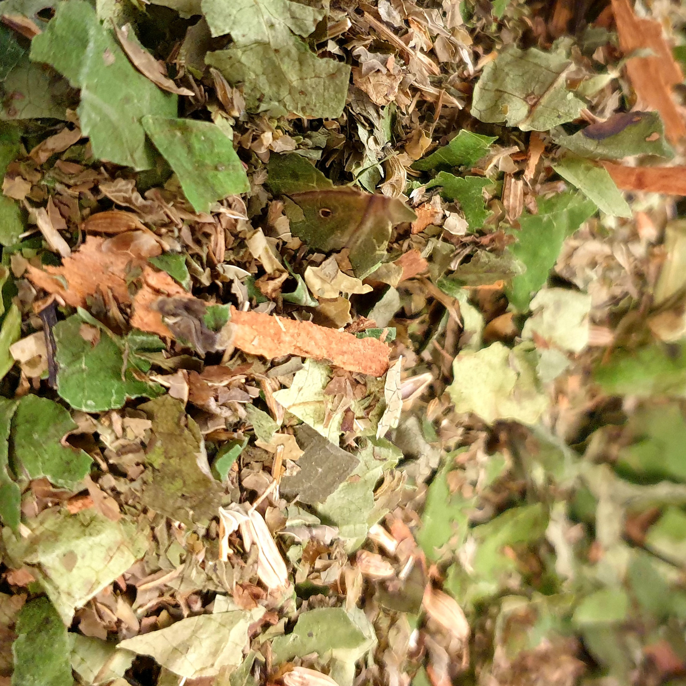 Digestion Tea, Organic