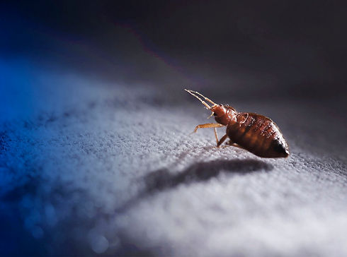 Sergen-Extermination-bed bugs in montreal-2022.jpg