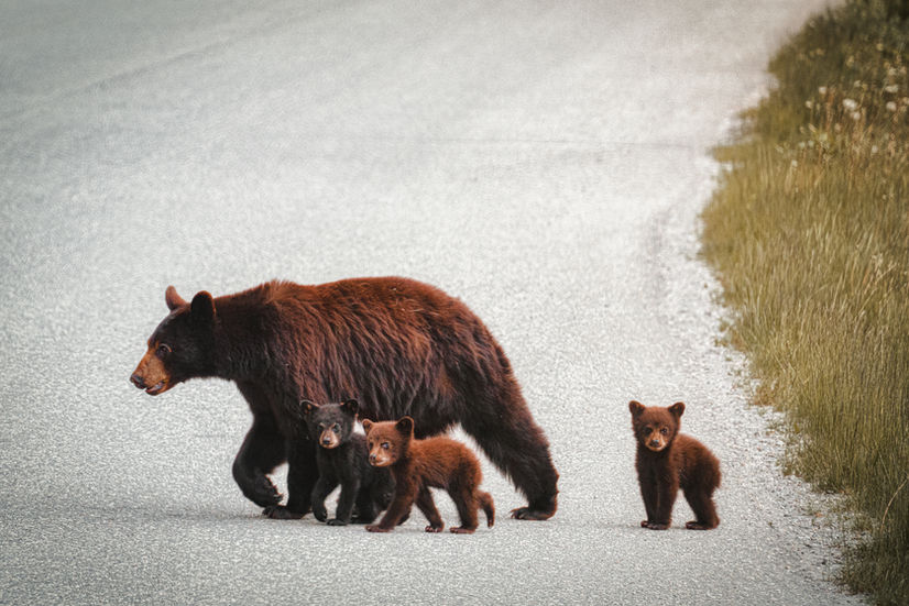 1_1_Curious_Cubs-Ashhashemi