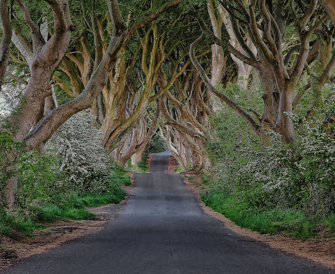 1_1_Dark_Hedges-Debbie_Sawka