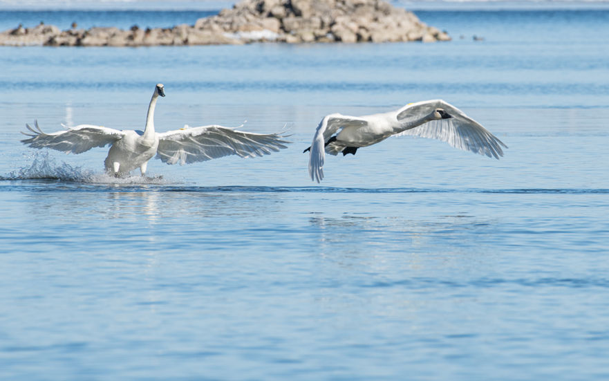 1_1_Chase - Laura Nelson