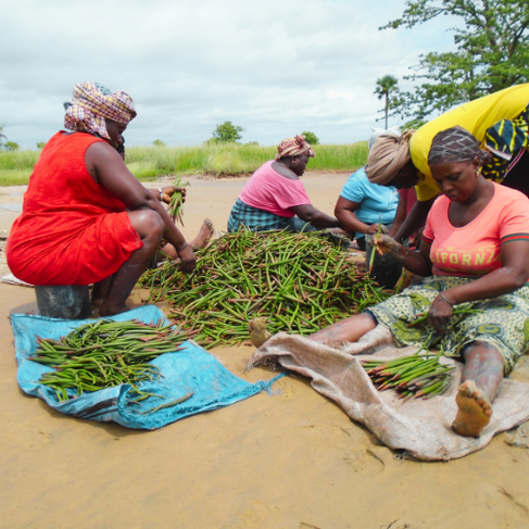 Tri des propagules en préparation de l’activité de reboisement de la mangrove dans l’aire marine pro