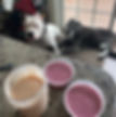 smoothie pic_edited.jpg