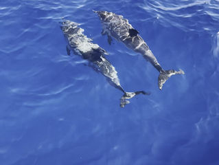 9 must-see dolphins to spot in Tenerife