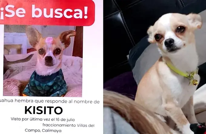 "Necesita medicamento": buscan a Kisito, perrita