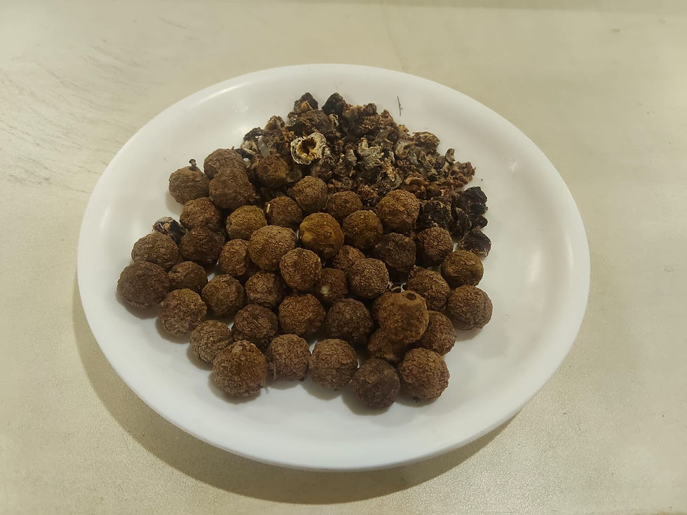 1. Figure 1. Dried Amalaki (Phyllanthus emblica) fruits used in the preparation of classical Triphala Churna.Image Credit: Dr. Pankaj Palsra.