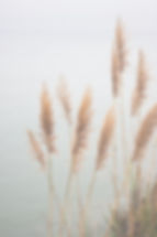 Pampas Grass_edited.jpg
