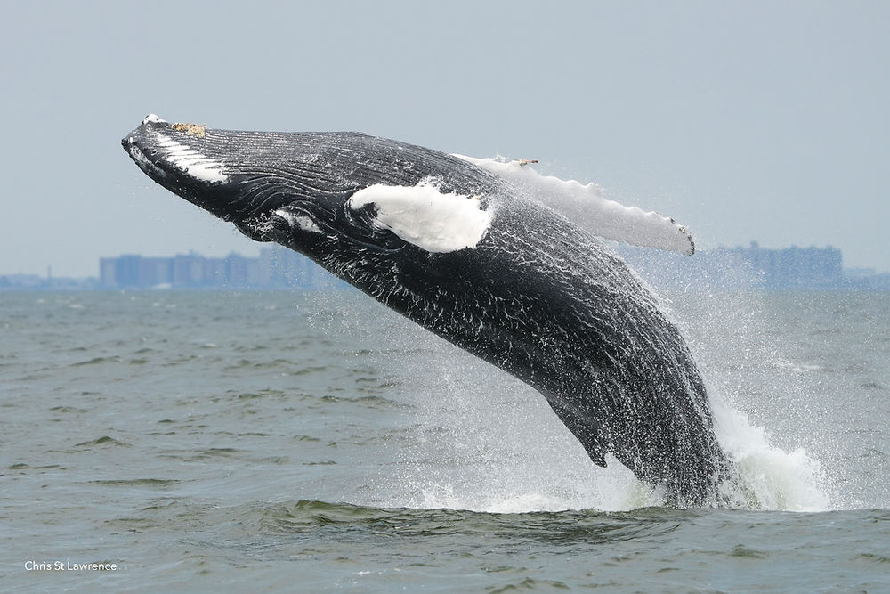A breaching humpback whale in front of the lower Brooklyn skyline.