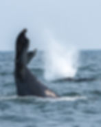 A tail-slapping humpback whale with a second surfacing behind it, taken off Long Island, NY.