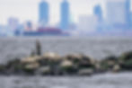 Harbor seals hauled out on rocks in front of the Statue of Liberty in New York Harbor.