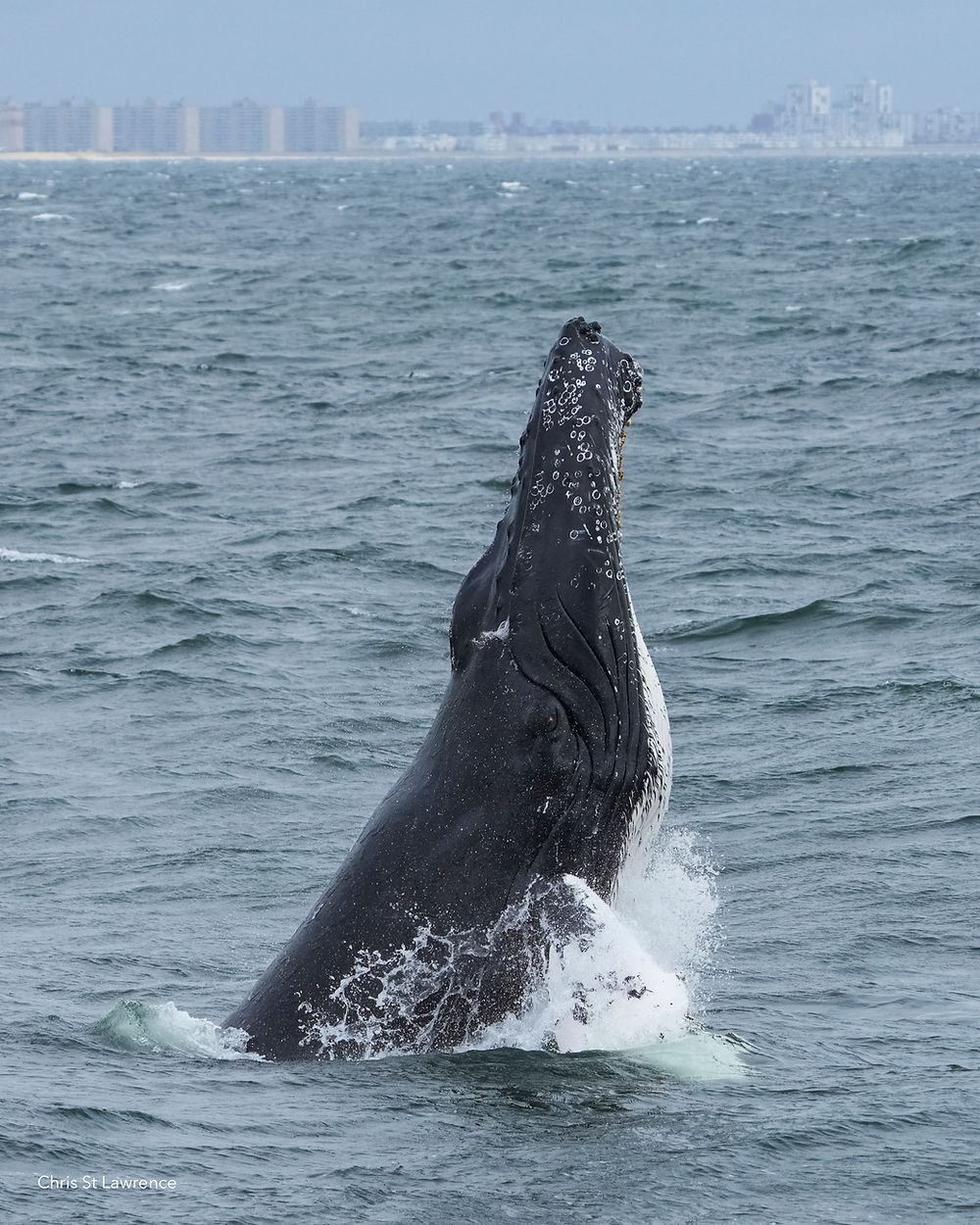 A chin-slapping humpback whale. Apartment buildings in Rockaway Beach, NYC line the horizon in the background.