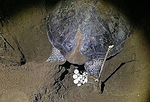 Turtle nesting in Tortuguero