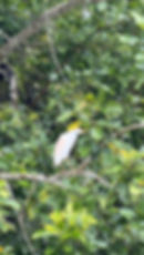 IMG-20260517-WA0036
