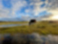 Brockenhurst 061121.jpg