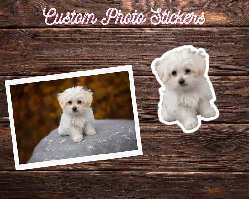 Photo Stickers | kiss-cut sticker sheets or die-cut water resistant