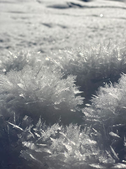 Nahaufnahme von eisigen Schneeblüten, Winter, im kalten, weißen Schnee-Hintergrund