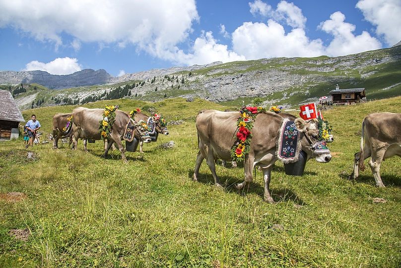 cow-3587901_1280.jpg