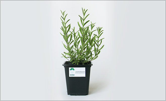 blue_scent_allegro_sadzonka_02