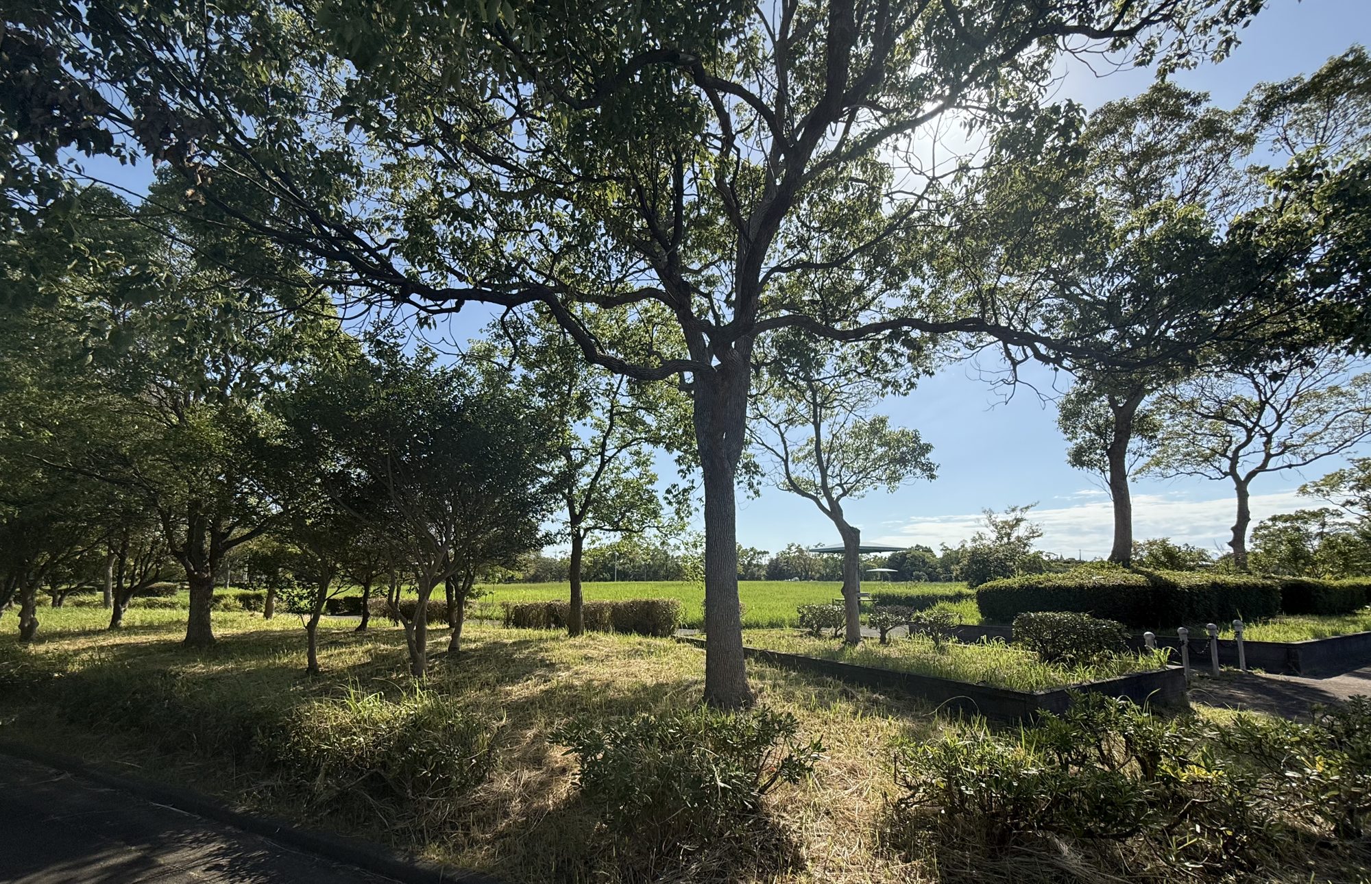 木漏れ日が差し込む緑豊かな公園