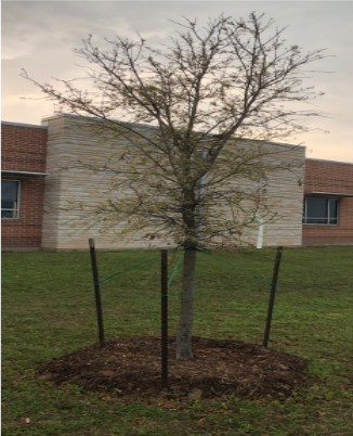 The "Hat Tree"