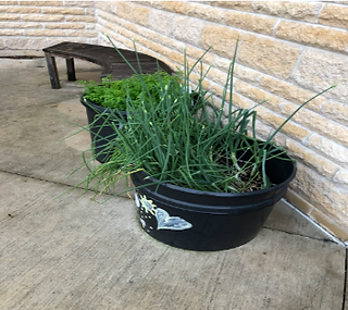 We're growing onions!