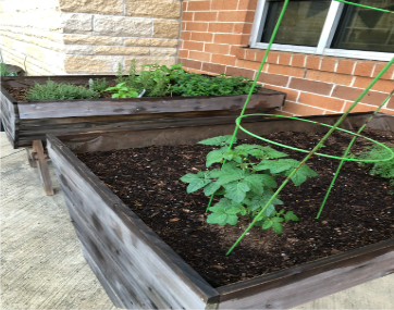 Growing tomatoes