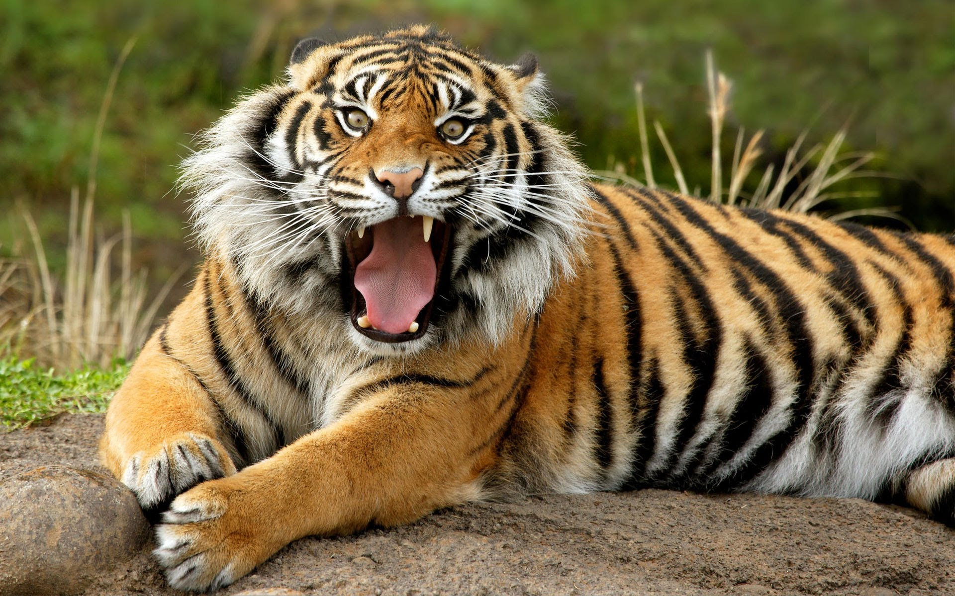 Siberian Tiger Sponsor