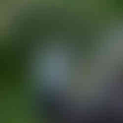 Des Moines, Iowa family photographer - preschool boy stands on a bench holding onto his grandfather's shoulder during sunset.
