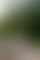 Des Moines and Norwalk, Iowa family photographer - pregnant blonde female wearing a light purple gown is posed standing among pink coneflowers and tall grasses.