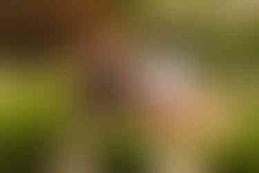 Norwalk and Des Moines, Iowa family photographer - adult woman in a long floral dress poses with her granddaughter and 3 grandsons during sunset.