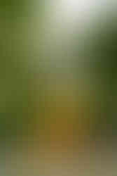 Des Moines and Norwalk, Iowa Maternity photographer - blonde mother-to-be poses in a yellow gown in front of various wildflowers