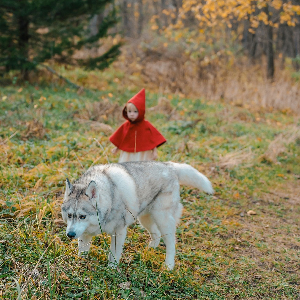 Des Moines and Norwalk, Iowa children's photographer - toddler girl is dressed in a red cloak running through the woods when a 'wolf' Husky Dog steps in front of her.