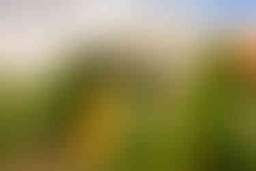 Norwalk, Iowa photographer - Mother-to-Be poses for her maternity session in a yellow gown with a archway behind her.