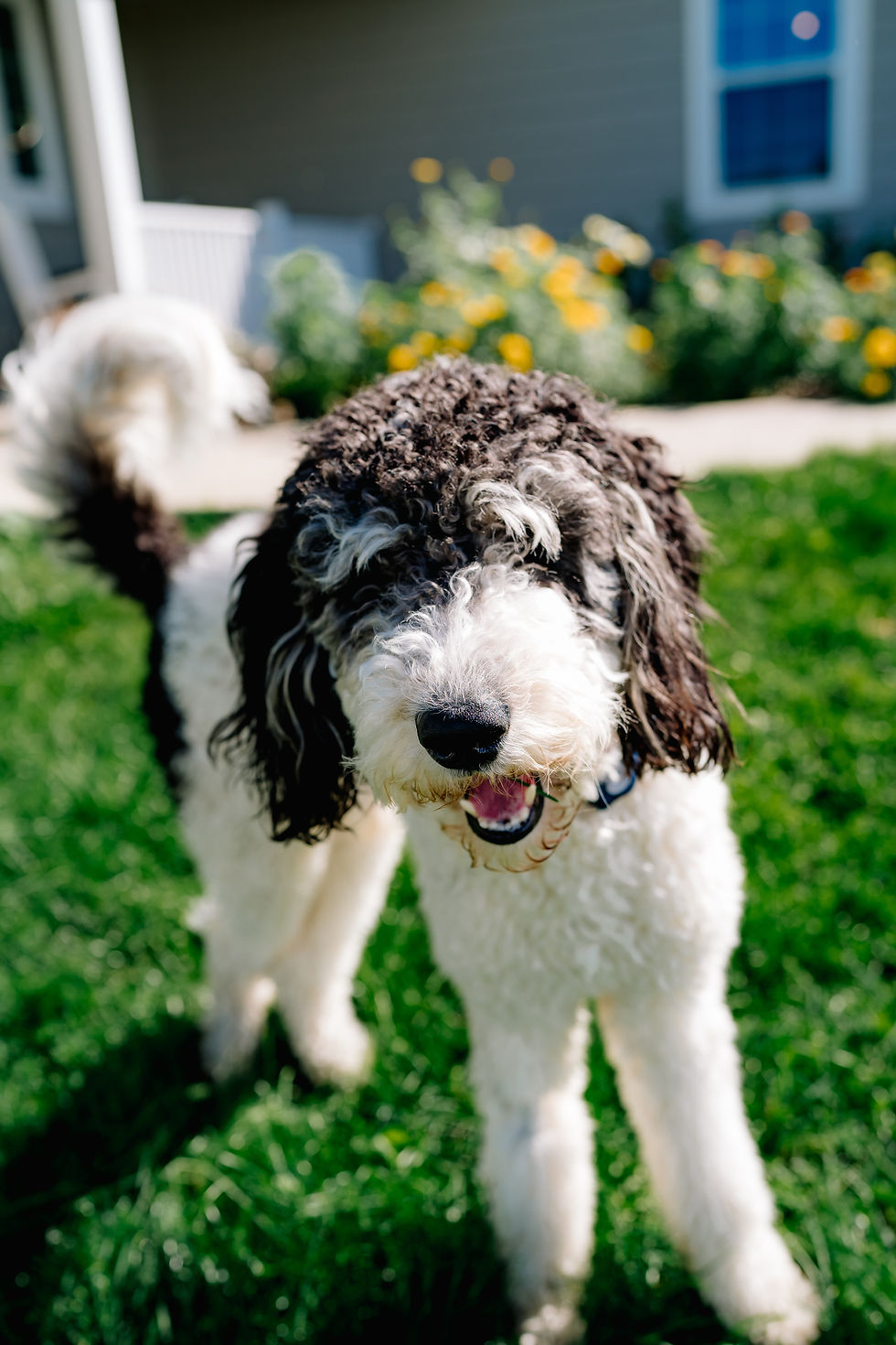 Des Moines Photographer - larged mixed bread dog with white legs and body and black ears and head is standing outside in the grass and posed in front of yellow flowers.