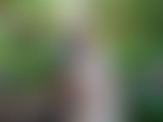 Family Photos with Grandparents