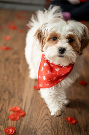 Des Moines, Iowa Family pet photography - small white and tax mixed breed dog posed standing with red rose petals