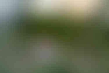 Des Moines and Norwalk, Iowa family photographer - pregnant blonde female wearing a light purple gown is posed sitting on a rock amongst pink coneflowers and tall grasses.