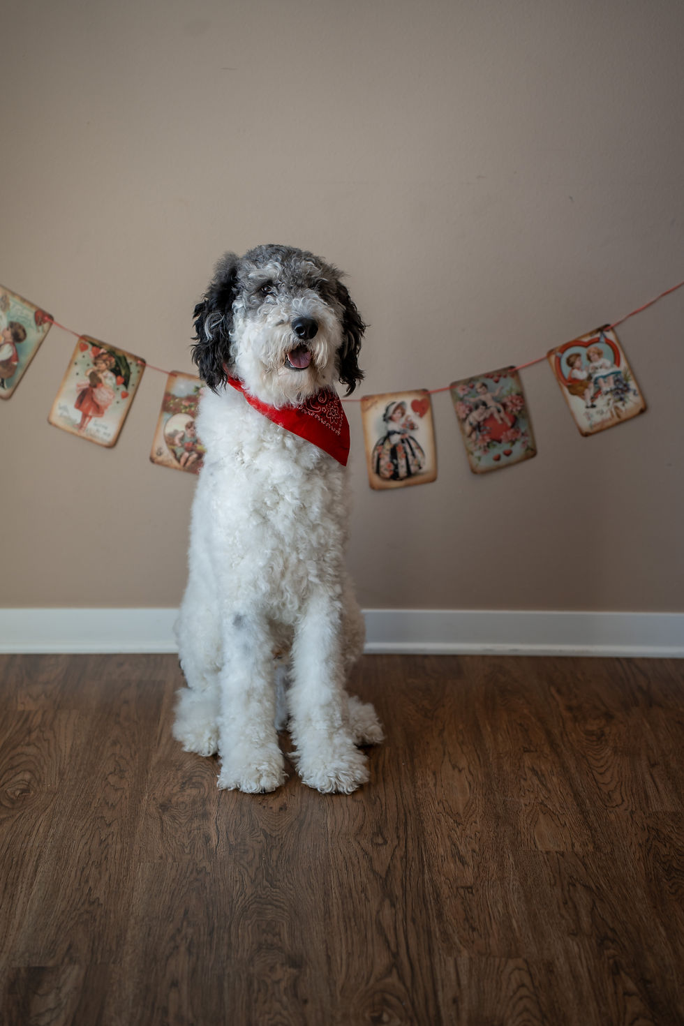 Des Moines, Iowa photographer - white poodle mix dog wearing a red bandana sits inside posed in front of Valentine's Day banner