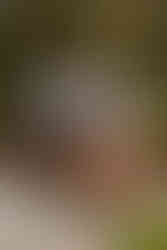 Norwalk and Des Moines, Iowa family photographer - adult woman in a long floral dress poses with her five grandsons and 2 granddaughters in a wooded setting at sunset.