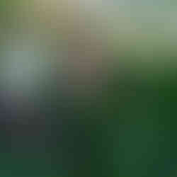 Des Moines, Iowa family photographer - three school aged children dance and jump in a flower garden during sunset