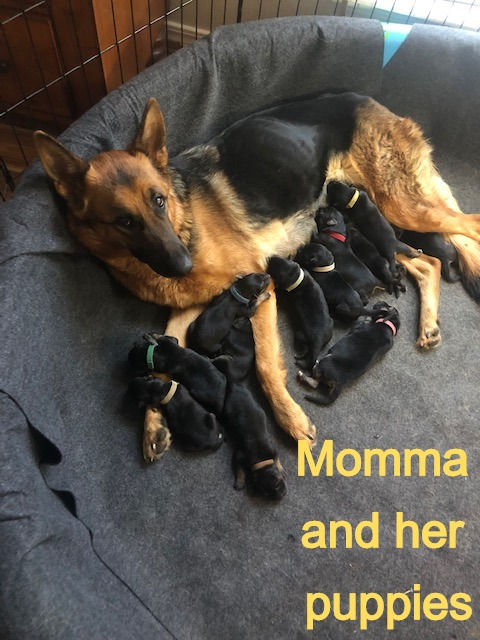Thumbnail: German Shepherd Puppies