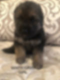Thumbnail: German Shepherd GIRL LONG HAIR