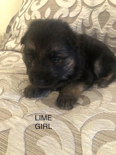 Thumbnail: German Shepherd GIRL